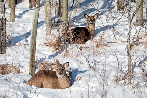 31122021
White-tailed deer rest in the snow along a valley near Minnedosa on a freezing Friday.  
(Tim Smith/The Brandon Sun)
