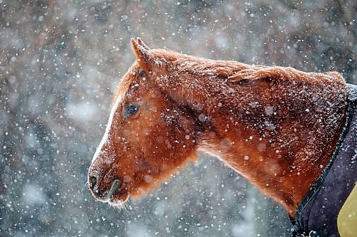 04012021
A horse stands in a paddock in Hartney, Manitoba amid snowfall on a blustery Tuesday. (Tim Smith/The Brandon Sun)