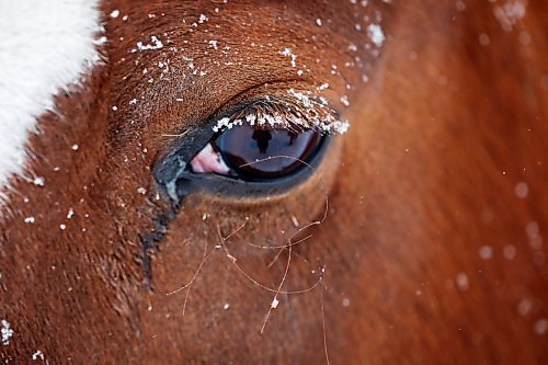 04012021
Ice clings to the eyelashes of a horse in a paddock in Hartney, Manitoba amid snowfall on a blustery Tuesday. (Tim Smith/The Brandon Sun)