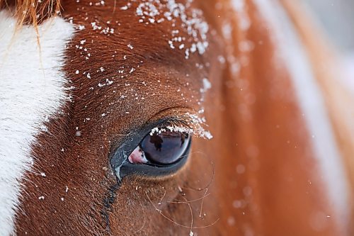04012021
Ice clings to the eyelashes of a horse in a paddock in Hartney, Manitoba amid snowfall on a blustery Tuesday. (Tim Smith/The Brandon Sun)