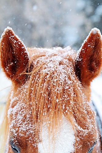 04012021
Snow rests on the mane of a horse in a paddock in Hartney, Manitoba amid snowfall on a blustery Tuesday. (Tim Smith/The Brandon Sun)