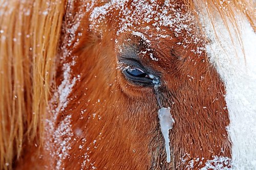 04012021
Snow and ice cling to a horse in a paddock in Hartney, Manitoba amid snowfall on a blustery Tuesday. (Tim Smith/The Brandon Sun)
