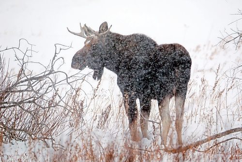 04012021
A bull moose forages amid flurries near Elgin on a windy and snowy Tuesday. (Tim Smith/The Brandon Sun)