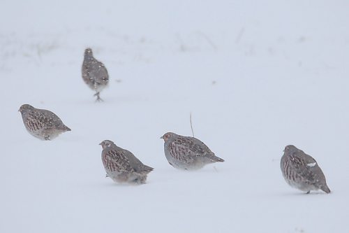 04012021
Gray Partridges forage in the snow near Hartney on a windy and snowy Tuesday. (Tim Smith/The Brandon Sun)