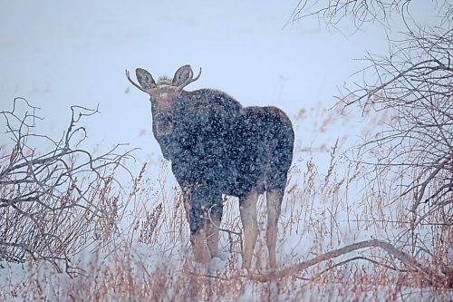 04012021
A bull moose forages amid flurries near Elgin on a windy and snowy Tuesday. (Tim Smith/The Brandon Sun)