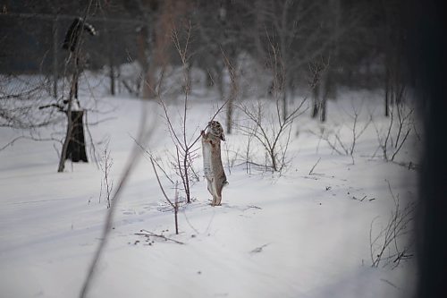 JESSICA LEE / WINNIPEG FREE PRESS

A wild rabbit is photographed eating a snack near Shaughnessy Park on January 7, 2022.









