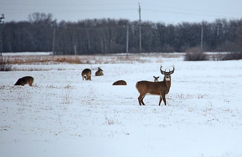A buck stares at a Sun cameraman in a field east of Rivers on Monday afternoon. Several herds of deer were seen in the region yesterday, during the frigidly cold temperatures. (Matt Goerzen/The Brandon Sun)