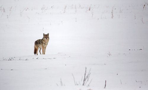 A single coyote looks toward Highway 25 on the way to Rivers, while four others &#x460;the rest of the pack (not seen) &#x44a;walk away on Wednesday afternoon. The coyotes appeared to be chasing a deer that had crossed the highway moments earlier, only to be disturbed by passing cars. (Matt Goerzen/The Brandon Sun)