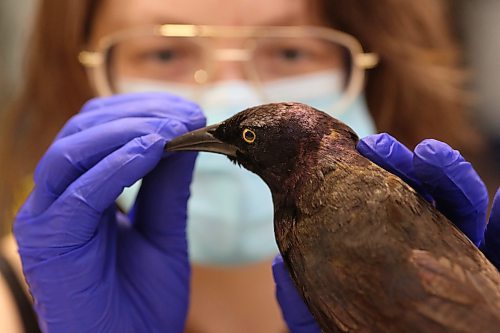 Former Brandon General Museum and Archives administrator Aly Wowchuk conducts repairs to a grackle display, part of the sprawling B.J. Hales taxidermy collection currently housed at the museum's 9th Street location. The display, which, sports a pair of male and female grackles, was taken out of storage for repair and pest control this year. (Matt Goerzen/The Brandon Sun)
