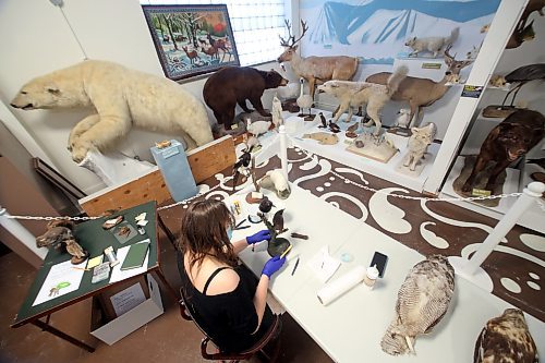 Former Brandon General Museum and Archives administrator Aly Wowchuk conducts the restoration of a pair of stuffed grackles in the middle of the B.J. Hales display at the Brandon General Museum and Archives during an interview last December. (Matt Goerzen/The Brandon Sun)