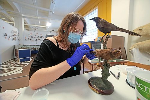 Former Brandon General Museum and Archives administrator Aly Wowchuk reattaches a tail to a female grackle taxidermy specimen during an interview with the Sun last December. The specimen is part of the B.J. Hales taxidermy collection currently housed by the Brandon General Museum and Archives on Ninth Street. (Matt Goerzen/The Brandon Sun)