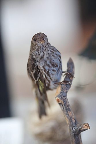 A stuffed female house finch perched on a branch is one of hundreds of bird and animal species that make up the B.J. Hales taxidermy collection, which is currently housed at the Brandon General Museum and Archives. (Matt Goerzen/The Brandon Sun)