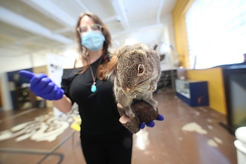 Former Brandon General Museum and Archives administrator Aly Wowchuk holds up a damaged stuffed squirrel, part of the sprawling B.J. Hales taxidermy collection currently on display at the museum's 9th Street location. The squirrel, which is missing its ears and has other minor damages, was taken out of storage for repair and pest control this year. (Matt Goerzen/The Brandon Sun)