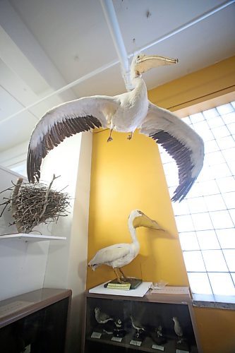 A pair of stuffed pelicans, part of the sprawling B.J. Hales taxidermy collection housed at the Brandon General Museum and Archives. (Matt Goerzen/The Brandon Sun)