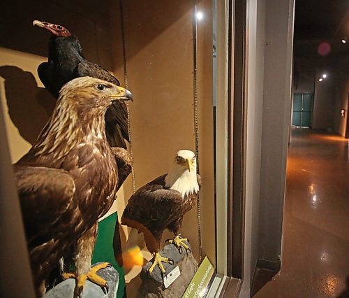 Recent changes and improvements to the B.J. Hales taxidermy collection at the Brandon General Museum and Archives have included the construction of new ways to exhibit the animals, including this trio of predatory birds at the exhibit entrance. (Matt Goerzen/The Brandon Sun)