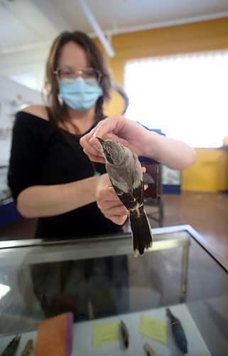Former Brandon General Museum and Archives administrator Aly Wowchuk handles a bird study skin taken from a display case that holds dozens of similar speciments. A study skin is a zoological specimen prepared in a minimalistic way with the intent being to preserve the animal's skin, not the shape of the animal's body. The study skins are part of the B.J. Hales taxidermy collection currently on display at the museum's 9th Street location. (Matt Goerzen/The Brandon Sun)