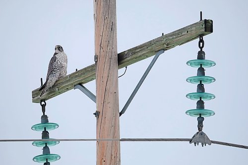 12012021
A hawk rests on a utility pole along Highway 2 on Wednesday.   (Tim Smith/The Brandon Sun)