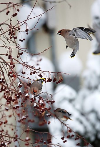 A flock of bohemian waxwings forage for fruit in a cherry tree on Friday afternoon in Rivers, Man. According to the website allaboutbirds.org, the best place to see them is during migration and winter (September&#x2013;March) in the northern United States and Canada, when they come south from their breeding range and move around in search of fruit. (Matt Goerzen/The Brandon Sun)