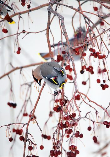 A bohemian waxwing hangs down on a branch while foraging for fruit in a cherry tree on Friday afternoon in Rivers, Man. According to the website allaboutbirds.org, the best place to see them is during migration and winter (September&#x2013;March) in the northern United States and Canada, when they come south from their breeding range and move around in search of fruit. (Matt Goerzen/The Brandon Sun)