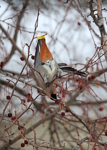 A bohemian waxwing hangs upside down on a branch while foraging for fruit in a cherry tree on Friday afternoon in Rivers, Man. According to the website allaboutbirds.org, the best place to see them is during migration and winter (September&#x2013;March) in the northern United States and Canada, when they come south from their breeding range and move around in search of fruit. (Matt Goerzen/The Brandon Sun)