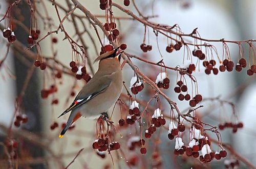 With its tongue visible in its beak, a bohemian waxwing bird swallows a cherry on Friday afternoon in a residential tree in Rivers, Man. According to the website allaboutbirds.org, the best place to see them is during migration and winter (September–March) in the northern United States and Canada, when they come south from their breeding range and move around in search of fruit. (Matt Goerzen/The Brandon Sun)