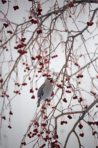A bohemian waxwing bird forages for fruit in a cherry tree on Friday afternoon in Rivers, Man. According to the website allaboutbirds.org, the best place to see them is during migration and winter (September&#x2013;March) in the northern United States and Canada, when they come south from their breeding range and move around in search of fruit. (Matt Goerzen/The Brandon Sun)
