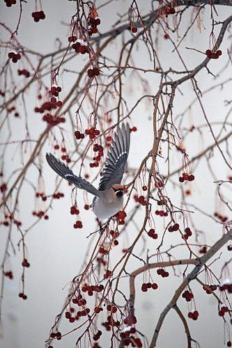 A bohemian waxwing takes off from its perch in a cherry tree on Friday afternoon in Rivers, Man. According to the website allaboutbirds.org, the best place to see them is during migration and winter (September&#x2013;March) in the northern United States and Canada, when they come south from their breeding range and move around in search of fruit. (Matt Goerzen/The Brandon Sun)