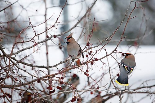 A pair of bohemian waxwings forage for fruit in a cherry tree on Friday afternoon in Rivers, Man. According to the website allaboutbirds.org, the best place to see them is during migration and winter (September&#x2013;March) in the northern United States and Canada, when they come south from their breeding range and move around in search of fruit. (Matt Goerzen/The Brandon Sun)