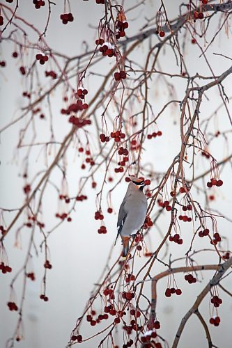A bohemian waxwing bird swallows a cherry on Friday afternoon in a residential tree in Rivers, Man. According to the website allaboutbirds.org, the best place to see them is during migration and winter (September&#x2013;March) in the northern United States and Canada, when they come south from their breeding range and move around in search of fruit. (Matt Goerzen/The Brandon Sun)