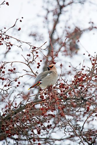 A bohemian waxwing bird forages for fruit in a cherry tree on Friday afternoon in Rivers, Man. According to the website allaboutbirds.org, the best place to see them is during migration and winter (September&#x2013;March) in the northern United States and Canada, when they come south from their breeding range and move around in search of fruit. (Matt Goerzen/The Brandon Sun)