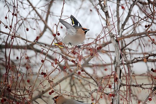 A bohemian waxwing lands on a branch while foraging for fruit in a cherry tree on Friday afternoon in Rivers, Man. According to the website allaboutbirds.org, the best place to see them is during migration and winter (September&#x2013;March) in the northern United States and Canada, when they come south from their breeding range and move around in search of fruit. (Matt Goerzen/The Brandon Sun)