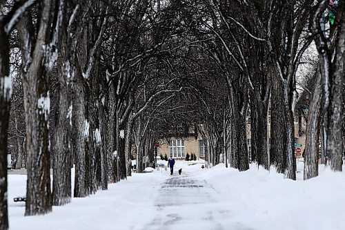 JOHN WOODS / WINNIPEG FREE PRESS
A person and their dog walk down Conservatory Drive at Assiniboine Park Sunday, January 16, 2022. 

Re: ?