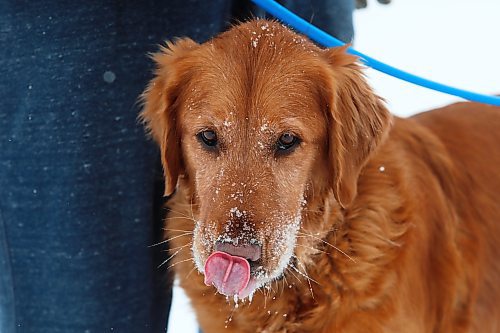 17012021
Golden retriever Billie sports a snowy snout while playing with owner Sam Hofer during his lunch on Monday in Chater. The Hofer's are big New England Patriots fans and got Billie on the day of the Patriots Super Bowl victory over the Seattle Seahawks in 2015. Billie was named after Patriots Head Coach Bill Belichick in honour of the win. Tom Brady was a close second for name choice.  (Tim Smith/The Brandon Sun)