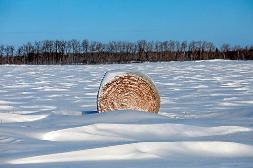17012021
Snow covers a field north of Minnedosa, Manitoba on a windy Tuesday.   (Tim Smith/The Brandon Sun)