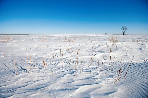 MIKAELA MACKENZIE / WINNIPEG FREE PRESS

Snowy fields near the Canada/US border about 10km east of Emerson on Thursday, Jan. 20, 2022. Two adults, one teenager, and one infant were found deceased in the area. For Chris Kitching story.
Winnipeg Free Press 2022.