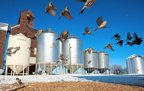 20012022
Common Redpoll's scatter while dining on feed at the Bradwardine Elevator on a bitterly cold Thursday. (Tim Smith/The Brandon Sun)