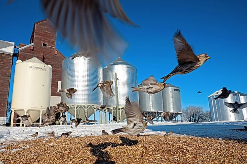 20012022
Common Redpoll's dine on feed at the Bradwardine Elevator on a bitterly cold Thursday. (Tim Smith/The Brandon Sun)20012022
Common Redpoll's scatter while dining on feed at the Bradwardine Elevator on a bitterly cold Thursday. (Tim Smith/The Brandon Sun)