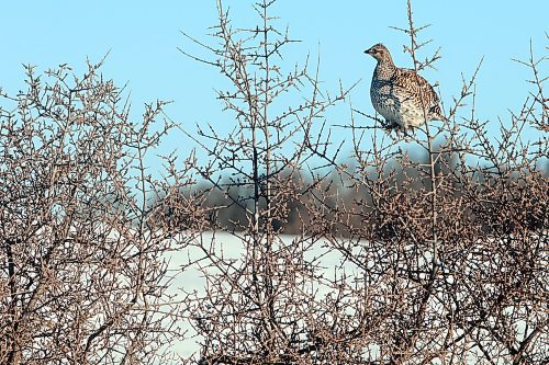 20012022
A sharp-tailed grouse sits in a bush west of Brandon on a bitterly cold Thursday. (Tim Smith/The Brandon Sun)