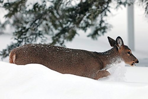21012022
A white-tailed deer forages in deep snow at Riding Mountain National Park on a windy Friday. (Tim Smith/The Brandon Sun)