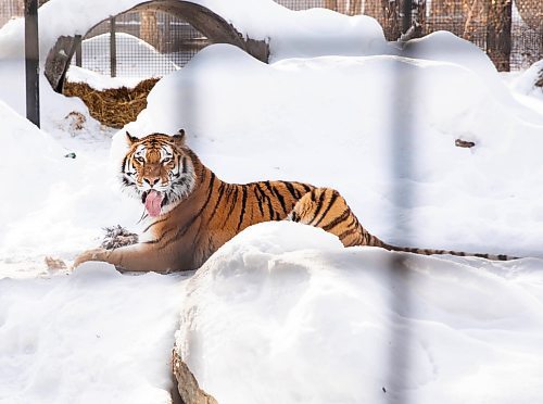 JESSICA LEE / WINNIPEG FREE PRESS

Volga the tiger is photographed eating her breakfast, a rooster, on January 28, 2022 at Assiniboine Park Zoo.

Reporter: Ben



