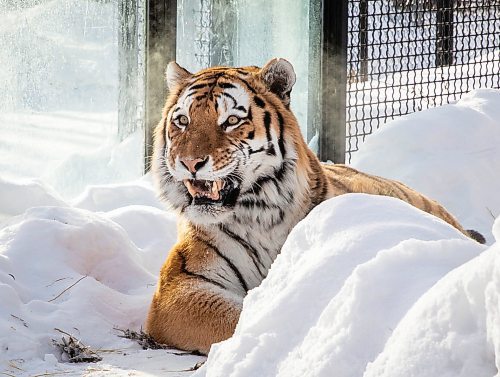 JESSICA LEE / WINNIPEG FREE PRESS

Yuri the tiger is photographed eating his breakfast, a rooster, on January 28, 2022 at Assiniboine Park Zoo.

Reporter: Ben



