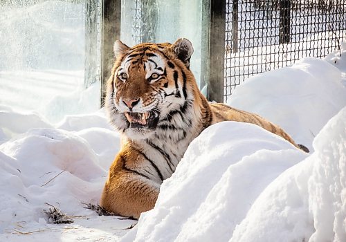 JESSICA LEE / WINNIPEG FREE PRESS

Yuri the tiger is photographed eating his breakfast, a rooster, on January 28, 2022 at Assiniboine Park Zoo.

Reporter: Ben



