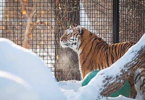 JESSICA LEE / WINNIPEG FREE PRESS

Volga the tiger is photographed on January 28, 2022 at Assiniboine Park Zoo after eating her breakfast.

Reporter: Ben



