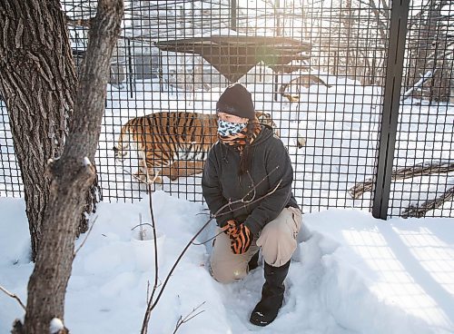 JESSICA LEE / WINNIPEG FREE PRESS

Fran Donnelly, the tiger keeper, is photographed with Volga on January 28, 2022 at Assiniboine Park Zoo.

Reporter: Ben



