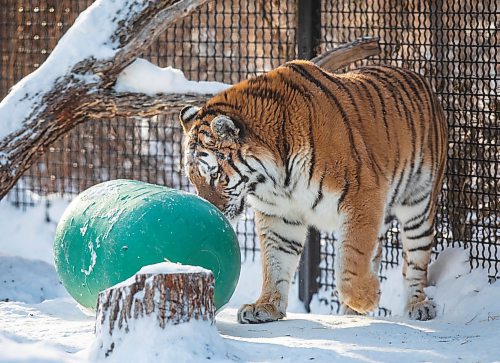 JESSICA LEE / WINNIPEG FREE PRESS

Volga the tiger is photographed on January 28, 2022 at Assiniboine Park Zoo after eating her breakfast.

Reporter: Ben



