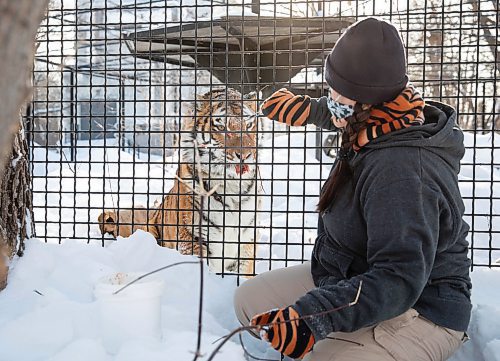 JESSICA LEE / WINNIPEG FREE PRESS

Fran Donnelly, the tiger keeper, is photographed with Volga on January 28, 2022 at Assiniboine Park Zoo. She feeds Volga pieces of chicken to get her to come up to the fence.

Reporter: Ben




