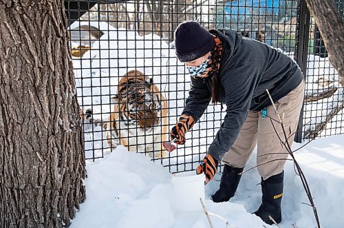 JESSICA LEE / WINNIPEG FREE PRESS

Fran Donnelly, the tiger keeper, is photographed with Volga on January 28, 2022 at Assiniboine Park Zoo. She feeds Volga pieces of chicken to get her to come up to the fence.

Reporter: Ben




