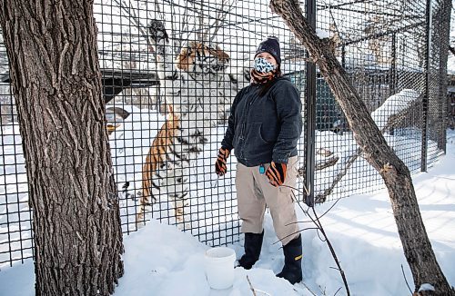JESSICA LEE / WINNIPEG FREE PRESS

Fran Donnelly, the tiger keeper, is photographed with Volga on January 28, 2022 at Assiniboine Park Zoo. She feeds Volga pieces of chicken to get her to come up to the fence.

Reporter: Ben




