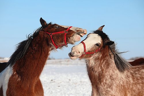 02022022
Clydesdale horses play in the cold at Randy Delgaty's farm north of Minnedosa on Wednesday. Delgaty has been farming for almost 69 years. (Tim Smith/The Brandon Sun)