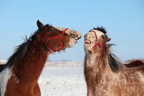 02022022
Clydesdale horses play in the cold at Randy Delgaty's farm north of Minnedosa on Wednesday. Delgaty has been farming for almost 69 years. (Tim Smith/The Brandon Sun)